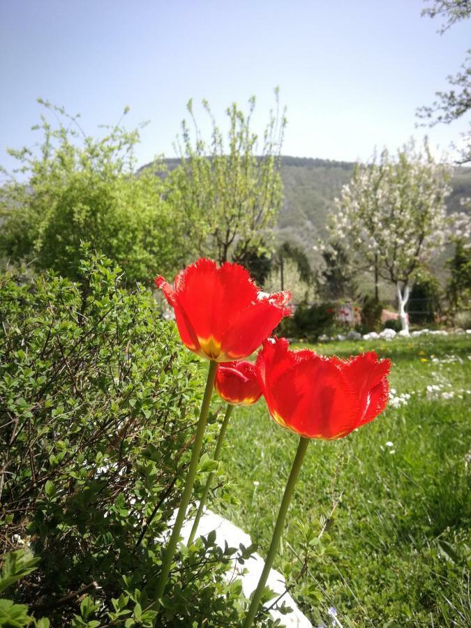 فيلا  بارادايس غاردن سراييفو المظهر الخارجي الصورة